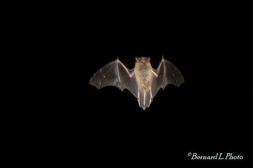 Pipistrelle commune en vol, de nuit